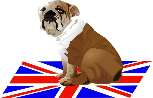 Bulldog anglais sur Union Jack Carpet — Photo