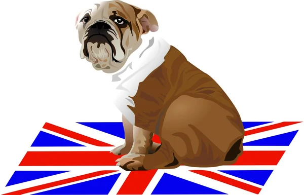 English Bulldog on Union Jack Carpet — Stock Vector