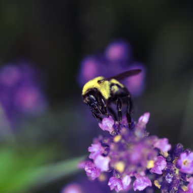 Lowkey lavanta Çiçek Bahçe, park, Arka Bahçe, çayır