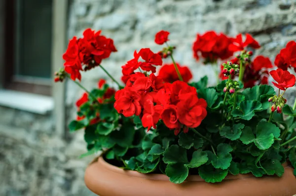 Rode tuin geranium bloemen in pot, close-up shot / geranium bloemen. Pelargonium — Stockfoto