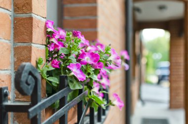 Petunya tencerede tuğla duvar 