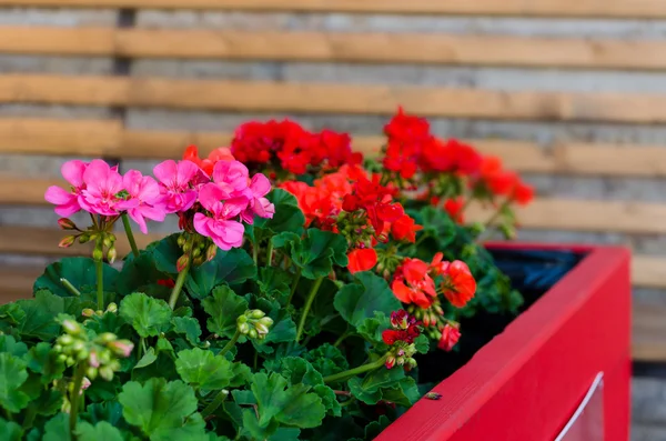 Flores de gerânio de jardim rosa em vaso — Fotografia de Stock