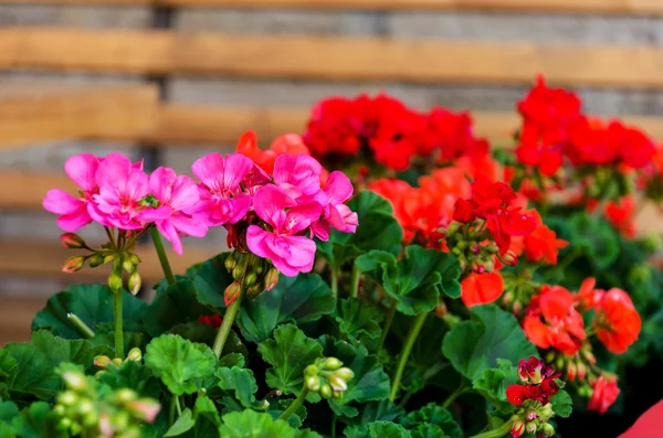 Rosa Pelargon Blommor Kruka Nära Upp Skott Geranium Blommor Pelargonium — Stockfoto