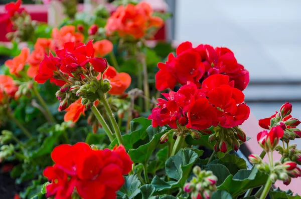 Rode Tuin Geranium Bloemen Pot Close Shot Geranium Bloemen Pelargonium — Stockfoto