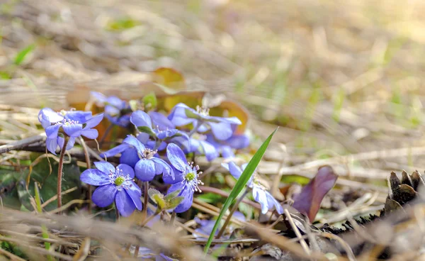 Синие цветы Hepatica Nobilis крупным планом. Селективный фокус . — стоковое фото