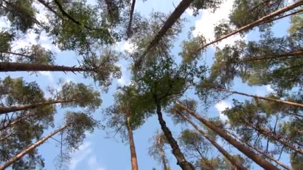 Corone di alberi di foresta decidua con pomeriggio luminoso, guardando verso gli alberi. Spinning e torsione vista dall'alto di alberi panoramici. — Video Stock