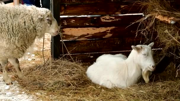 Kambing kambing kambing di pasar hewan untuk mempersiapkan pengorbanan pada Idul Adha. — Stok Video