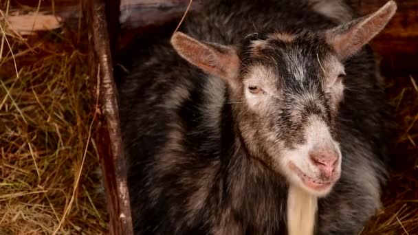 Agneau de chèvre kambing dans les marchés d'animaux pour préparer des sacrifices sur l'Aïd al-Adha. — Video