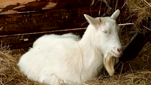 Κατσικίσιο αρνί kambing στις αγορές ζώων για να προετοιμάσει θυσίες για Eid al-Adha. — Αρχείο Βίντεο