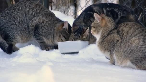 Los gatos callejeros de rayas salvajes y manchados comen comida seca de un tazón en la nieve, en la calle, en una baldosa cerca de la casa. Concepción de animales sin hogar que viven en las calles de la gran ciudad. — Vídeo de stock