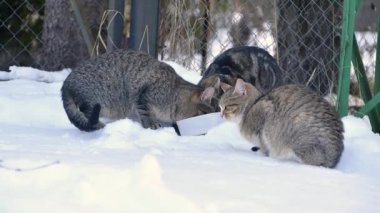 Sokak vahşi çizgili ve benekli kediler evin yakınındaki bir fayansta, kardaki bir kaseden kuru yiyecekler yerler..
