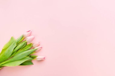 Bahar çiçeği. Beyaz ahşap arka planda pembe laleler var. Mesaj için yer var. Pankart.