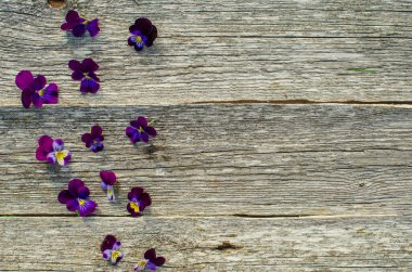 Gri ahşap arka planda mor çiçekler. İbne çiçekleri. Çiçek kompozisyonu. Bitkilerle takıl. - Evet. Metin için kopyalama alanı.