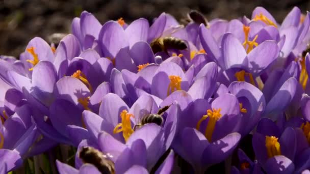 Draußen wachsen Bienen auf lila Krokussen. Blick auf magisch blühende Frühlingsblumen Crocus sativus. Selektiver Fokus. Frühlingsgarten. — Stockvideo