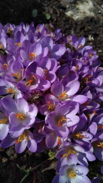 Vidéo verticale. Des abeilles sur des crocus violets poussant dehors. Vue à fleur magique printemps fleurs crocus sativus. Concentration sélective. Jardin de printemps. — Video