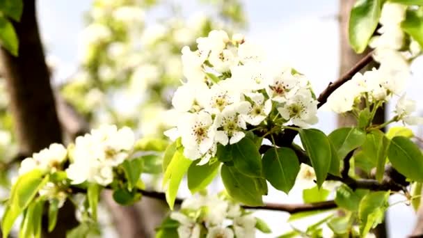 Birnenblüten blühen in voller Blüte im Garten. Naturkonzept. — Stockvideo