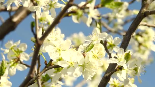 Třešňový květ v plném květu proti zahradě. Příroda. Jarní čas. — Stock video