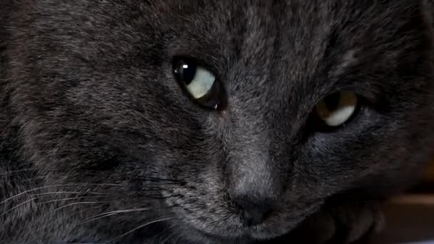 Un chat adulte mignon aux cheveux courts et somnolent, aux yeux vert vif, regardant la caméra et scintillant. Humeur agréable et paresseuse. — Video
