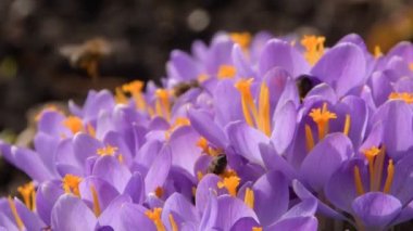 Mor renkli tarlalarda büyüyen arılar. Çiçeklerin açtığı sihirli bahar çiçeğine bakın. Seçici Odaklanma. Bahar bahçesi.