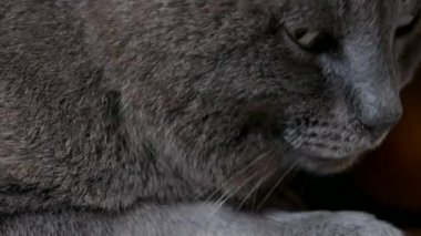 Sevimli, uykulu, kısa saçlı, parlak yeşil gözlü gri ev kedisi kameraya bakıyor ve gözlerini kısıyor. Keyifli ve tembel ruh hali.