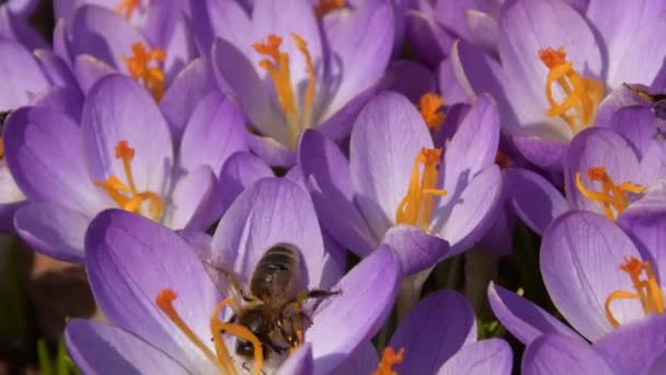 Des abeilles sur des crocus violets poussant dehors. Vue à fleur magique printemps fleurs crocus sativus. Concentration sélective. Jardin de printemps. — Video