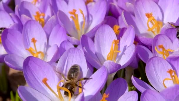 Bijen op paarse krokus groeien buiten. Bekijk het magische bloeiende voorjaar bloemen crocus sativus. Selectieve focus. Voorjaarstuin. — Stockvideo