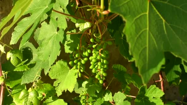 Grape leaves and branches with young green bunches of grapes swaying in the wind. — Stock Video