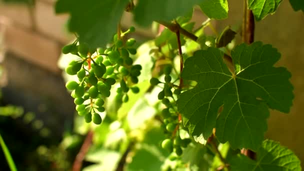 Hojas de uva y ramas con racimos verdes jóvenes de uvas balanceándose en el viento. — Vídeo de stock