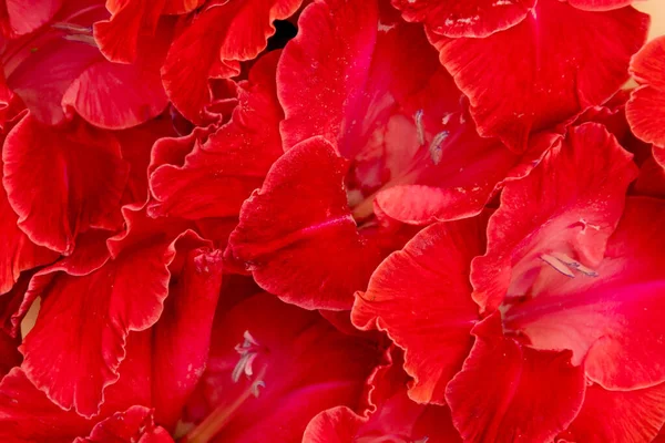 Czerwone Gladiolusy Zbliżenie Czerwony Kwiat Tło Walentynki Lub Koncepcja Ślubu — Zdjęcie stockowe