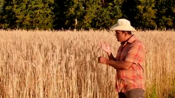 Ruce farmáře dotýkají pšeničného ucha při západu slunce, očekávají dobrou sklizeň. — Stock video