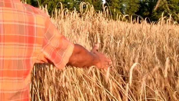 Öreg gazda sétál a búzamezőn naplementében megérintve a búza fülét kézzel - mezőgazdasági koncepció — Stock videók