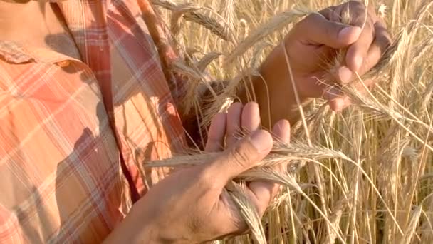 Manos de granjero tocando la espiga de trigo al atardecer, esperando buena cosecha. — Vídeos de Stock
