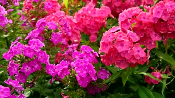Krásné letní květiny rostou na zahradě. Phlox paniculata, fall phlox, garden phlox, perennial phlox. — Stock video