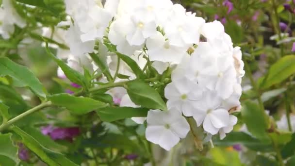 Bahçede yetişen güzel yaz çiçekleri. Phlox panikledi, fenox düştü, fenomen, fenomen.. — Stok video