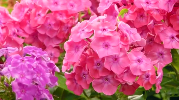 Hermosas flores de verano creciendo en el jardín. Phlox paniculata, flox de otoño, flex de jardín, flex perenne. — Vídeo de stock