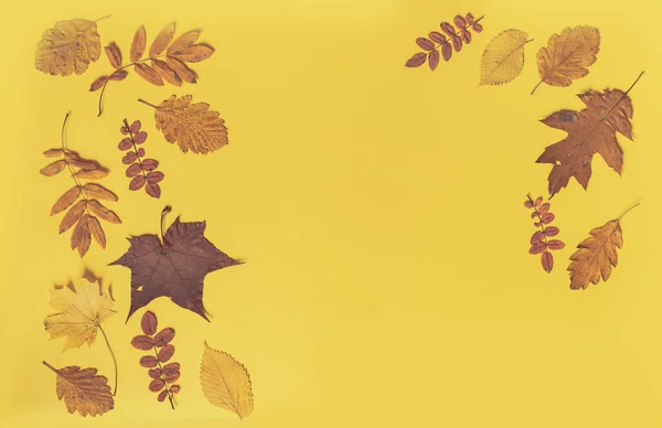 Colorful leaves frame on yellow background with copy space. Halloween or thanksgiving concept. — Stock Photo, Image