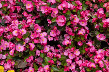 A vibrant and dense flower bed filled with bright fuchsia and pink begonia flowers and dark green leaves. Spring and summer season concepts.
