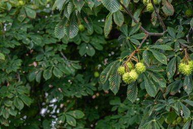 Coots and other water birds perched in the wetland and floating on the water. Natural life and lake scenery with reeds and farmland in the background. Karatas Lake, Burdur, Turkey.