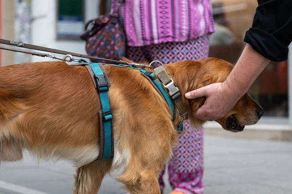 Altın renkli bir köpeğin boynunu okşayan bir insan eli tasma ve koşum takımıyla sokakta duruyor. Aşk, sadakat ve evcil hayvan teması.