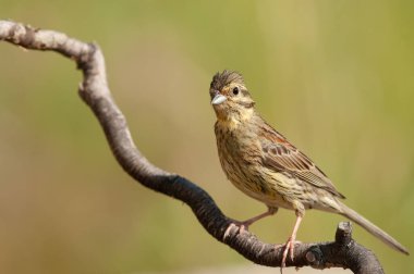 Kuru çimenler, dağlar ve derin mavi gökyüzü arasındaki kuru göl yatağının engin manzarası. Bayindir Gölü, Burdur, Türkiye.