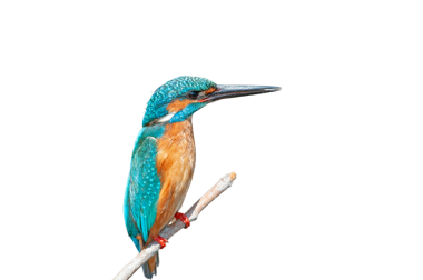 Şeffaf bir arka planda izole edilmiş, Ortak Kingfisher (Alcedo at this). Uzun gagası, turkuazı ve turuncu tüyleriyle düz bir zemine karşı net ve canlı bir kuş portresi..