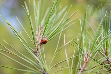 Çam iğnelerinin arasında parlak kırmızı bir uğur böceği. Doğa, orman ve yaz temaları için yakın çekim makro fotoğrafçılık.