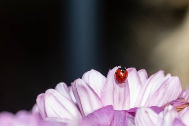 Koyu bir arka planda, pembe ve beyaz bir kasımpatı çiçeğinin üzerinde parlak kırmızı bir uğur böceği. Güçlü bir kontrast ile makro çekim.