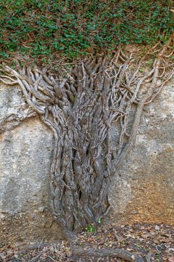 Kalın, karmaşık ve birbirine dolanmış sarmaşık dalları sert bir taş duvara tutunarak yukarı tırmanıyor ve bir ağaç şeklini alıyor..