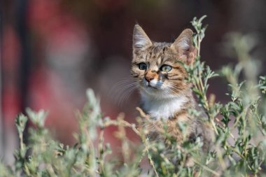 Meraklı, parlak gözlü tekir kedicik yeşilliklerin arasından dışarı bakıyor. Doğal ışık.
