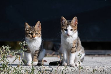 İki genç sokak kedisi beton zeminde yan yana poz veriyor, dikkatli bakışlarla. Şehir yaban hayatı.