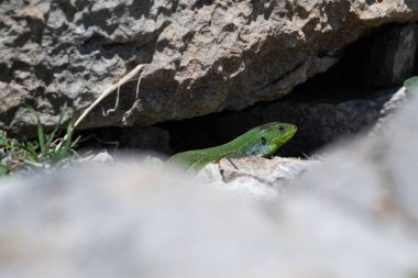 Öndeki bulanık kayaların arasına gizlenmiş parlak yeşil bir kertenkele. Doğal ortamında saklanıyor. Lacerta trilineata.