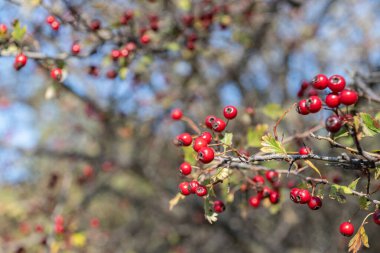 Küçük dikenli bir dalda, parlak kırmızı renkli dikenli meyveler..