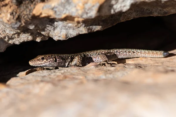 Kayalık bir yarığın gölgesinde saklanan benekli bir kertenkele. Yaygın Duvar Kertenkelesi, Podarci Duvar Duvarı.