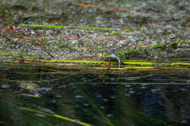 Suya yumurtalarını bırakan parlak mavi-yeşil bir mayıs sineği su kenarındaki yosunlar ve bitki kalıntıları üzerinde çoğalıyor. Su canlıları, böcekler.